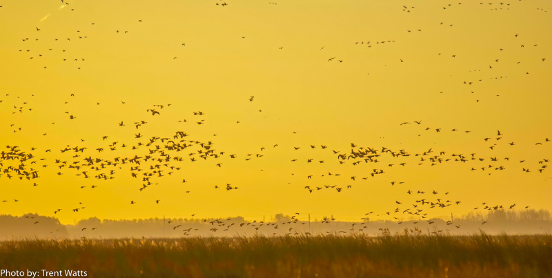 Spring Bird Count Reports are in.